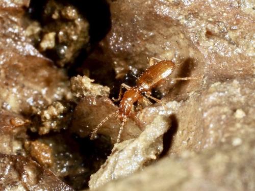 Réf. 297 554 : Geotrechus vulcanus